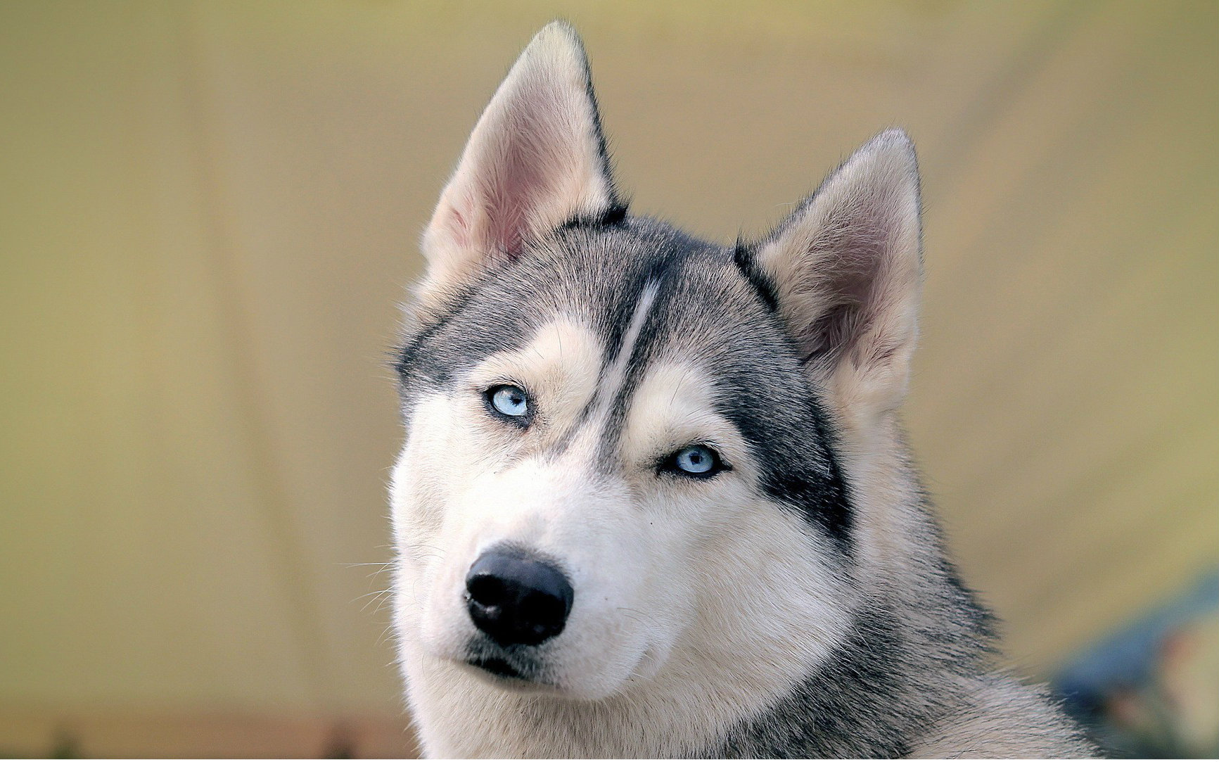 一招辨别哈士奇纯不纯的方法,哈士奇纯不纯看它的眼睛就知道了