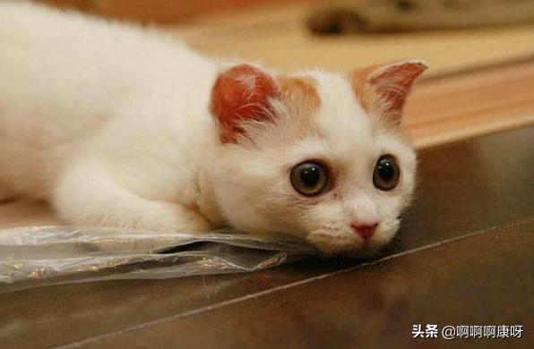 新手养猫第1天不让摸怎么办,新手养猫怎么让猫不出家门