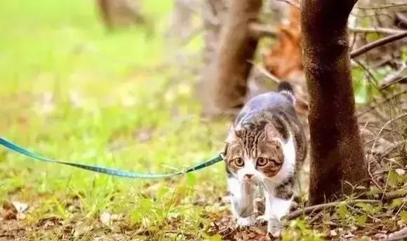 带猫这样玩才过瘾!史上最全遛猫攻略越看越爽