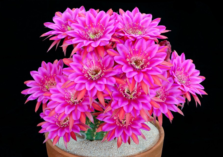 “常年丑貌君不问，一日花红万户惊”——仙人掌的产地及精品赏析