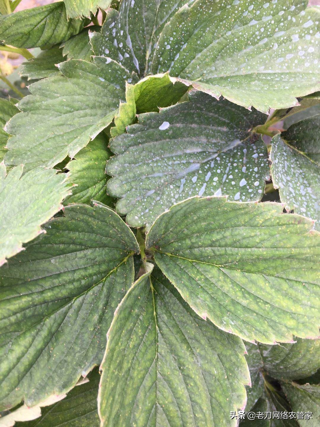 草莓叶片出现红褐色斑点如何处理,草莓叶片褐色斑点是什么病