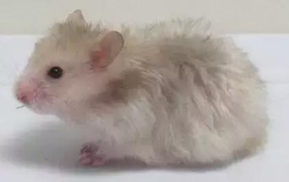 仓鼠的种类习性详细介绍,仓鼠有哪些亚种种类