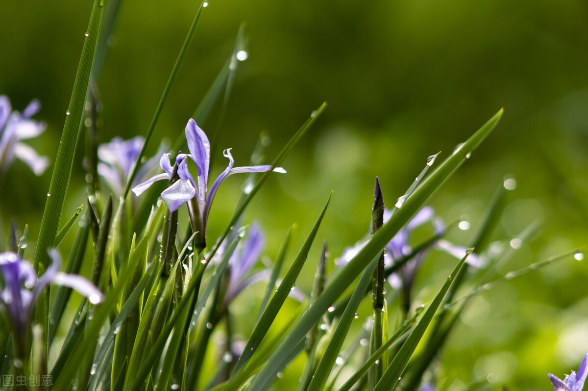 园林人需要知道的85个花卉知识,园林花卉的种类及图片