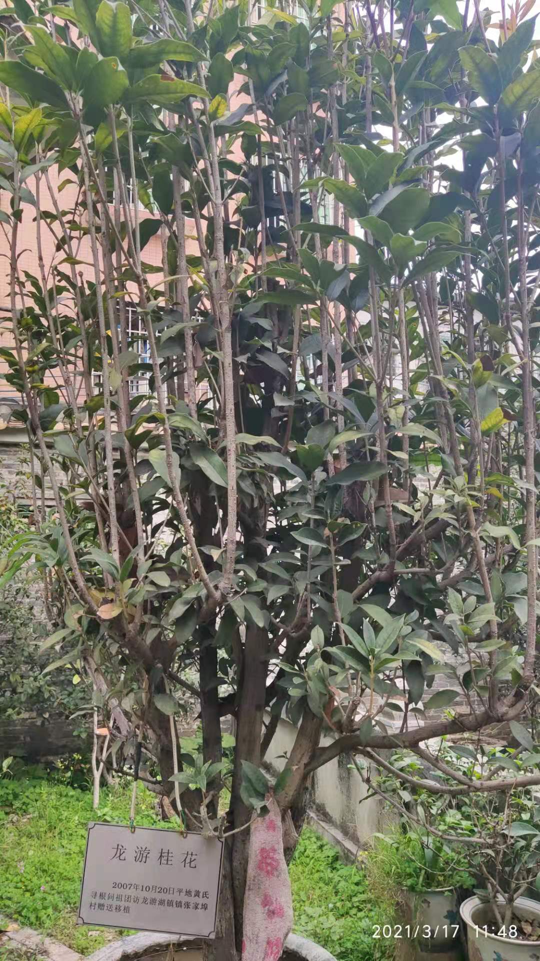 走访“平地黄”，睇大宗祠“花堂”