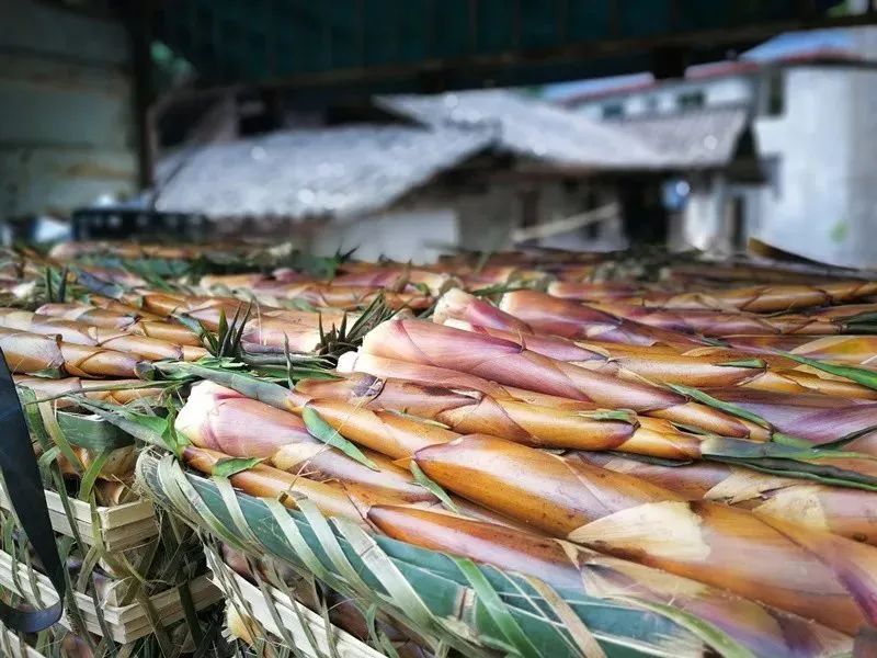 四月天山上春笋鲜,人间四月天春笋鲜