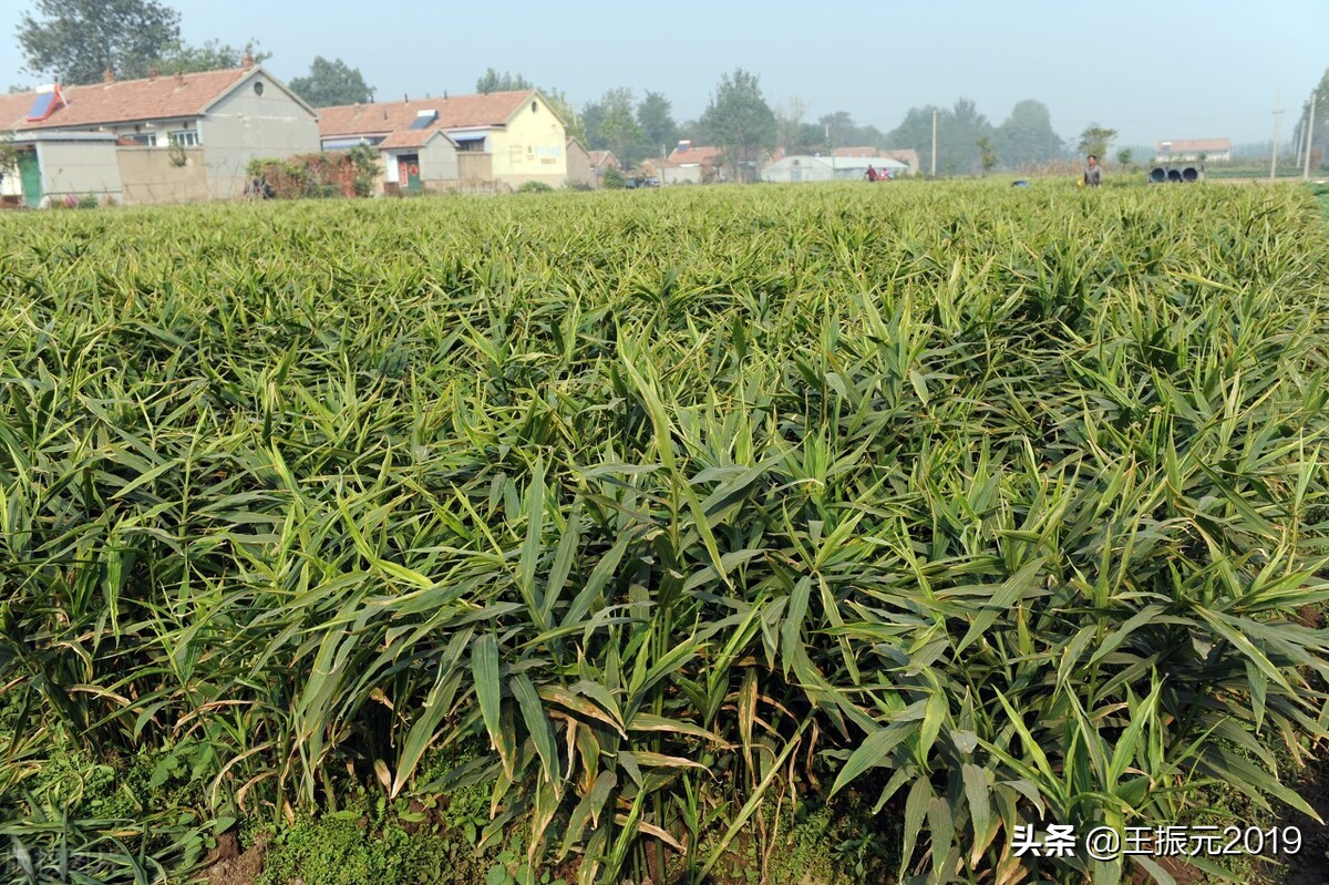 现在生姜价格多少钱1斤,现在生姜批发价一般是多少钱1斤