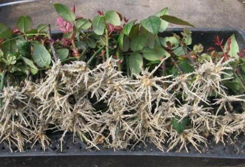 盆栽过期药片怎么处理,怎么用过期药片种花