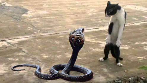 猫为什么不怕蛇无非这6点,喵星人真的不怕刺吗