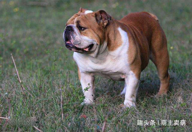 狗狗排行榜前十名最高贵的十种狗,宠物狗当中什么品种的狗狗最聪明