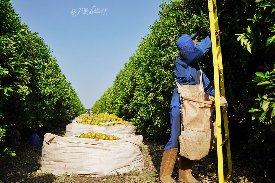 巴西像内马尔的人,巴西像