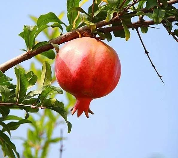 云南蒙自石榴树苗联系电话,云南蒙自石榴树苗出售