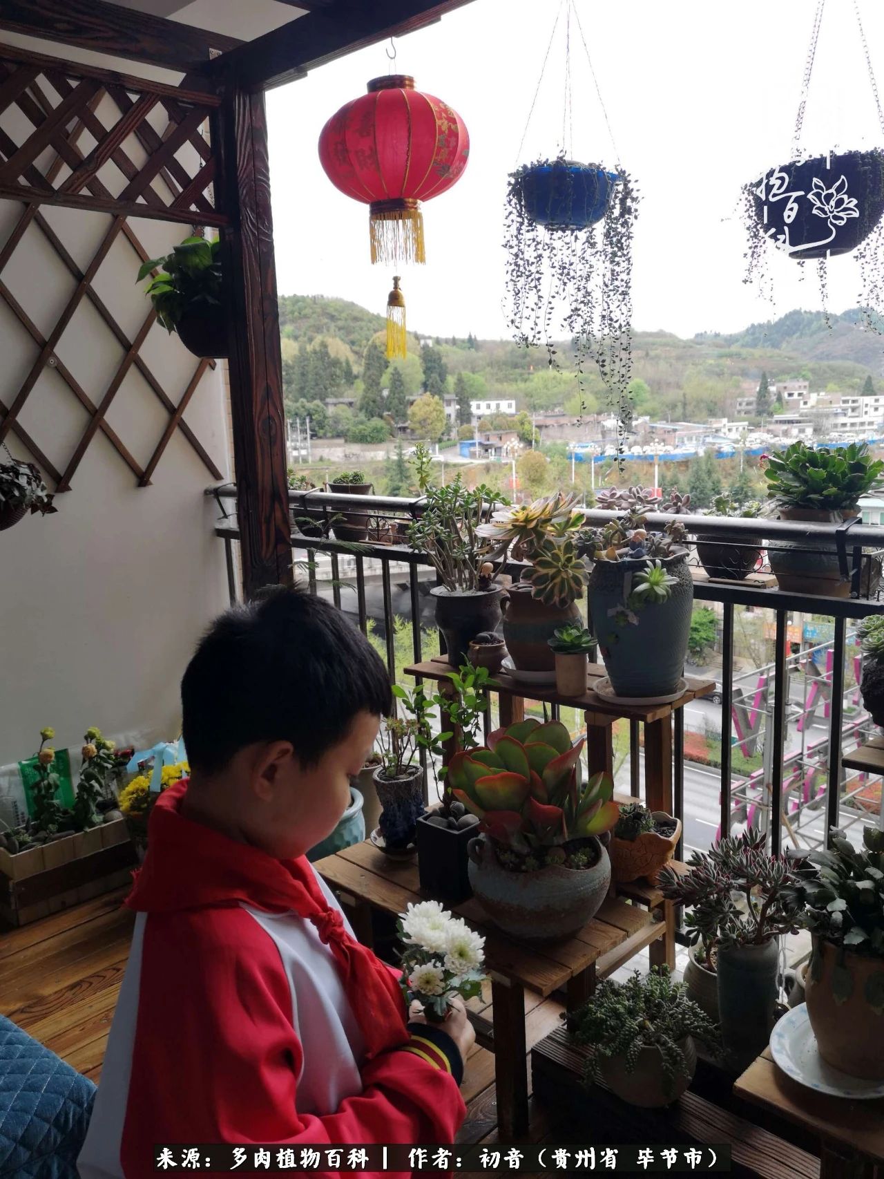 和多肉共度美好时光,与多肉一起成长