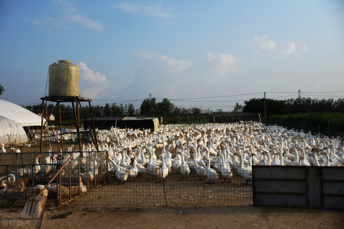 养1000只鹅一年的利润是多少,养殖鹅平均每只赚多少钱