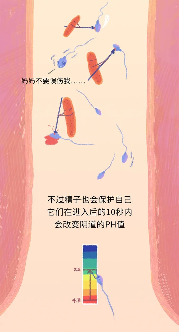 精子进入人体24小时变化,精子在人体24个小时都经历了什么