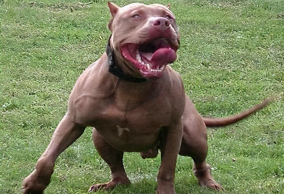 狗界“霸气”的几种狗,家里养一只,小偷不进门