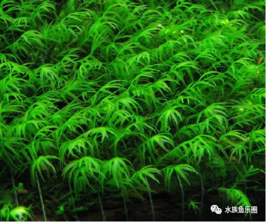 皇冠水草品种大全,亚马逊水草品种