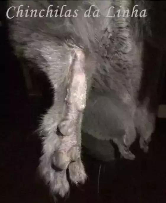 龙猫基因原理,龙猫的血统