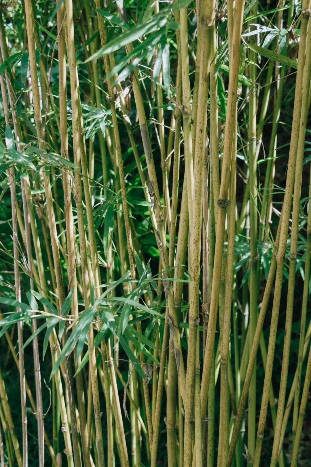 重庆轨道3号线,贵阳地铁3号线