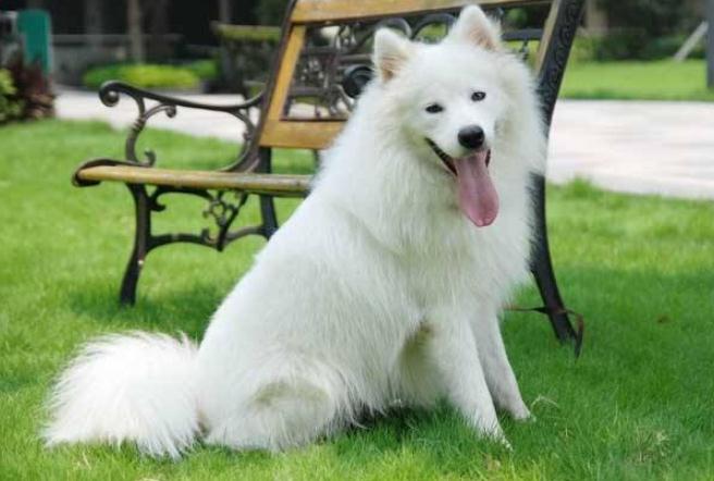 如何培养狗狗和孩子的亲和力,如何训练狗狗与孩子相处