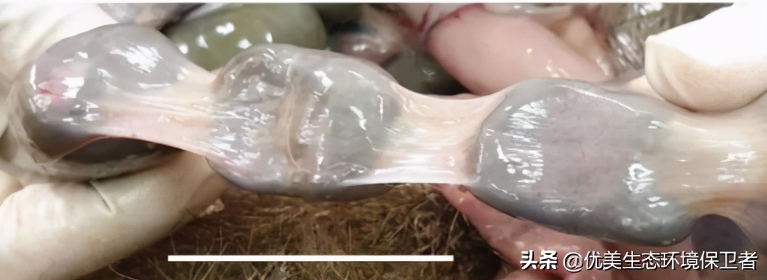 树袋熊慢动作,树袋熊也叫树懒么