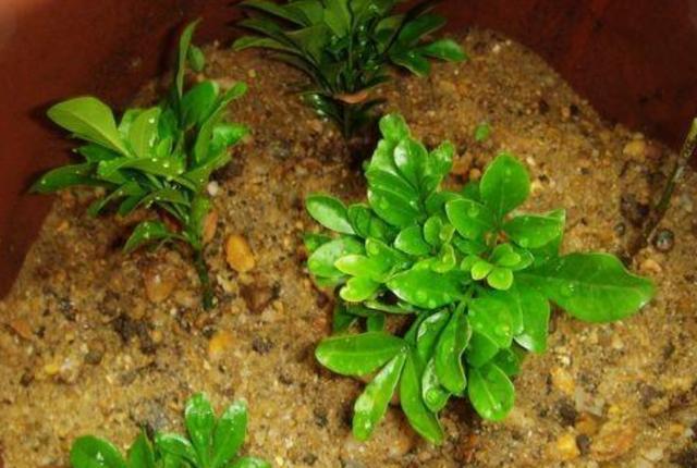 米兰花扦插方法图解,米兰花扦插的方法和时间