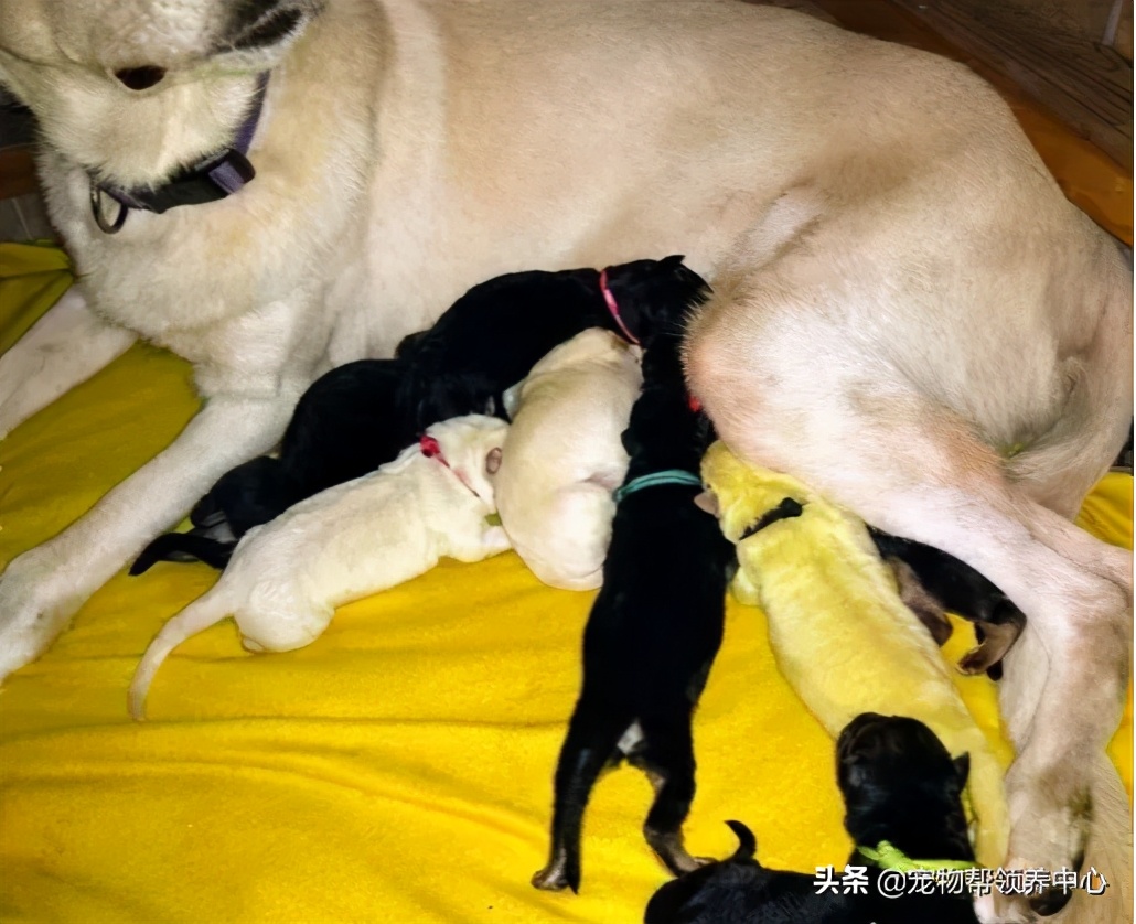 幼犬绿色稀的便便什么原因,幼犬出生1个月毛为什么会变色