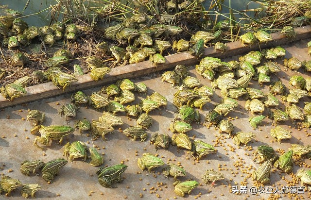 白菜萝卜生虫用什么农药好用,白菜菜青虫打不死怎么办