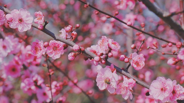 打卡新白娘子传奇杭州取景地,三月杭州打卡景点