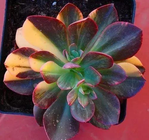 花筏多肉和钻石锦一样吗,多肉植物科普讲解图片欣赏