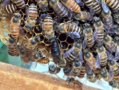 蜂群有蜜无卵怎么回事,夏季蜂群有小螨会怎样