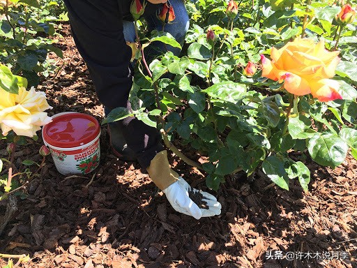 买到牙签苗怎么办,月季牙签苗能买吗