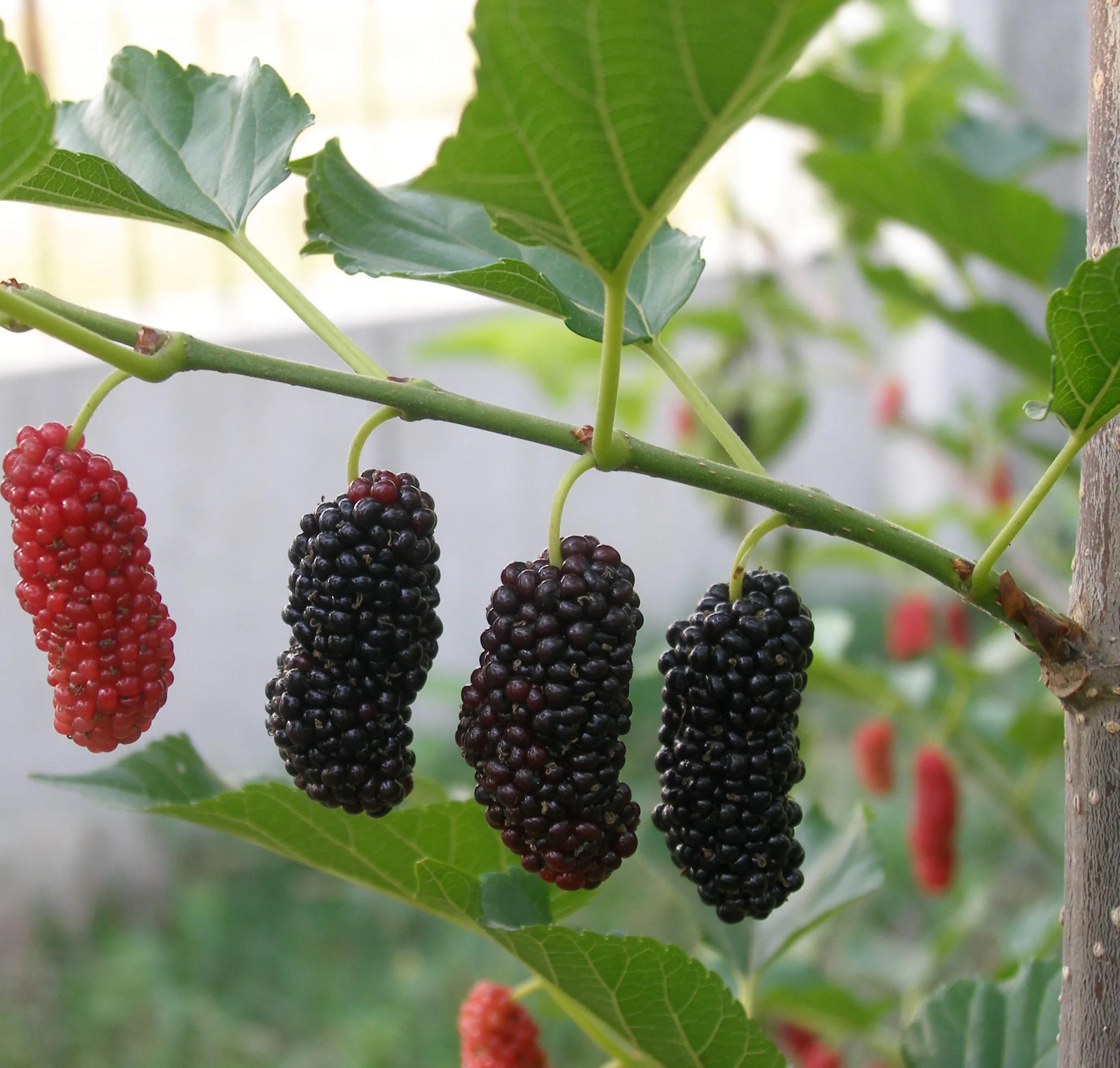 中药五种桑的功效,中药里面的桑黄