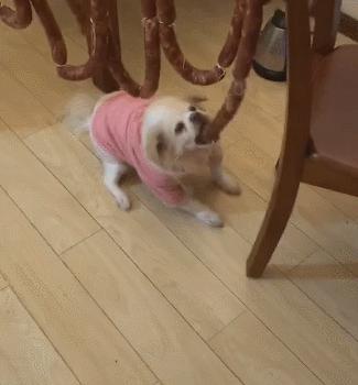 铲屎官的呕吐,狗狗呕吐铲屎官该怎么办