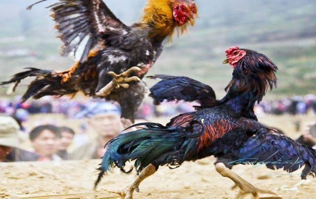 斗鸡场上精彩视频,斗鸡名场面