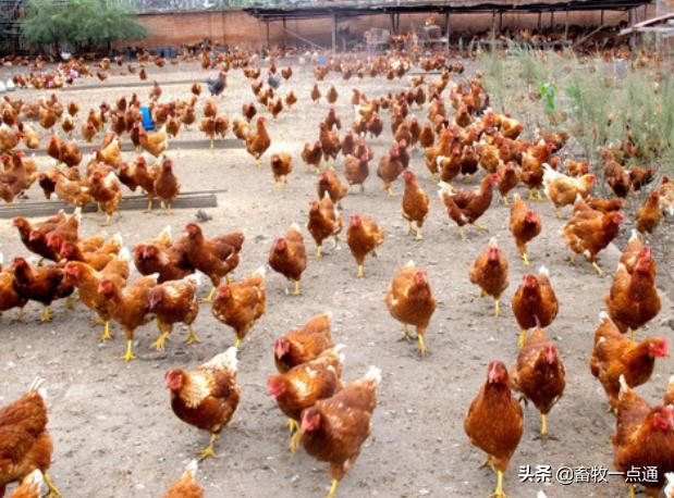 鸡舍粪污如何处理,散养户畜禽粪污处理方式有哪些