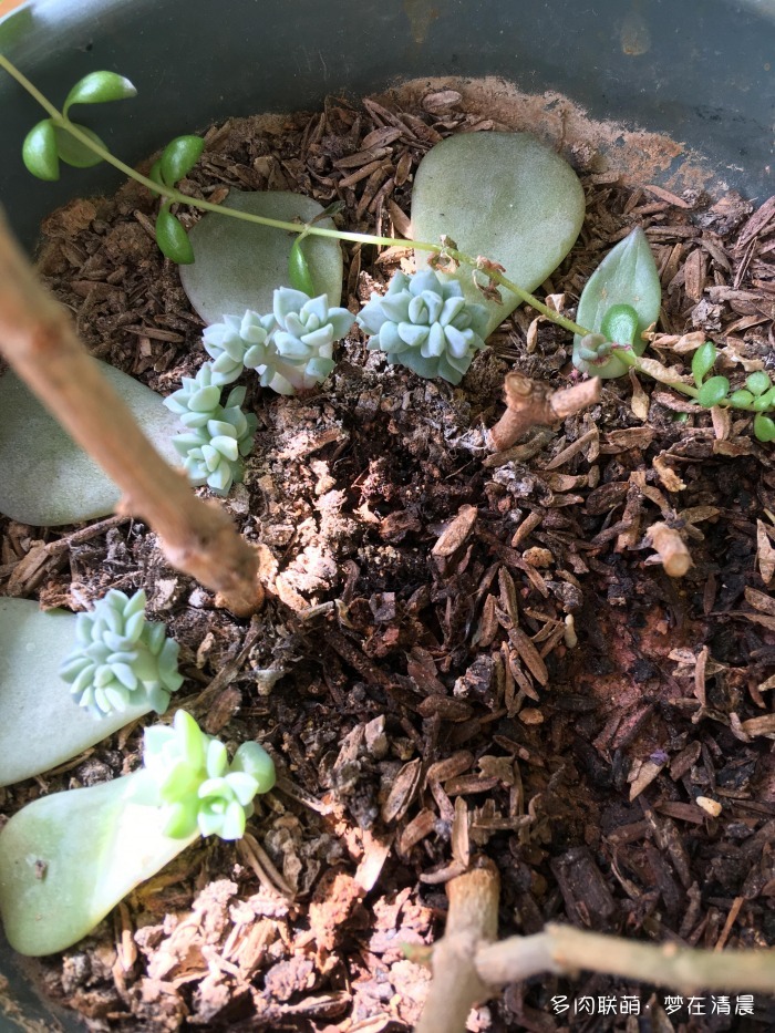 澶忚姳鏈夊摢浜涜姳,澶氳倝鏈夎姳鏈夋灉