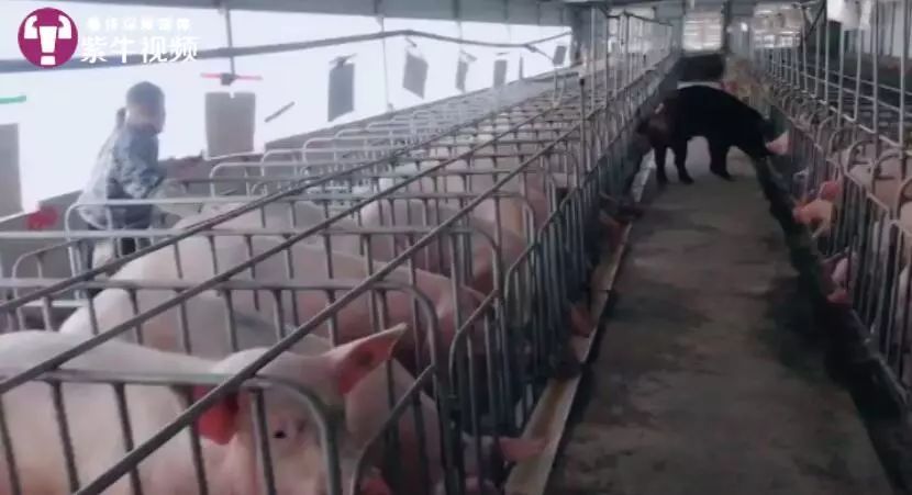 农村养猪年入百万的女孩,养猪的有钱女网红