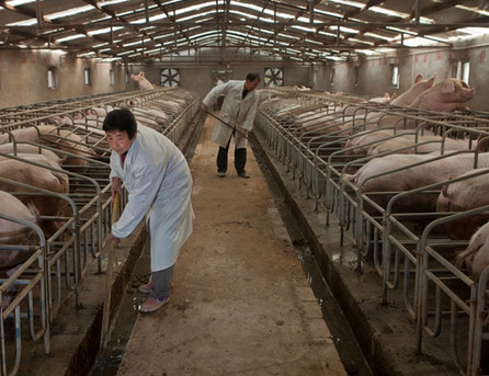 后备母猪子宫内膜炎怎么治疗,母猪内膜炎不治能好吗