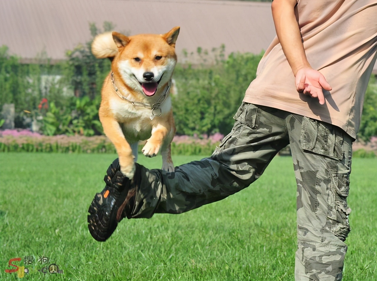 狗狗长期吃鸡肝会怎样,狗狗吃鸡肝会咬人吗