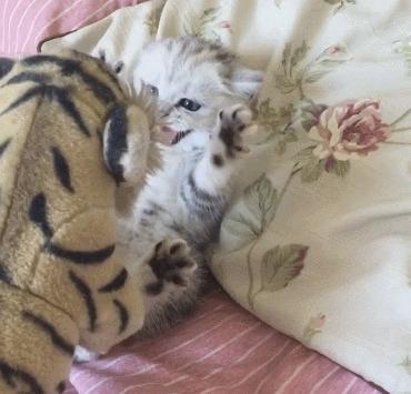 萌出血的猫,萌出血的小奶猫