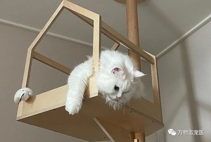 自从养了猫之后早上不想吃饭,自从养了猫之后总是失眠