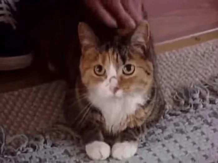 猫咪被救助的感人故事,猫咪救主人的真实故事