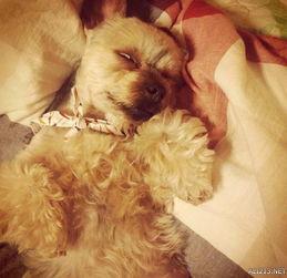 夹娃娃机的猫腻,夹娃娃机鬼故事