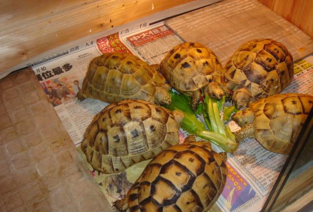 陆龟养殖全攻略,陆龟养殖难度排行