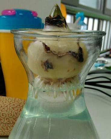 水培风信子的正确方法,水培风信子花开完花后怎么处理好