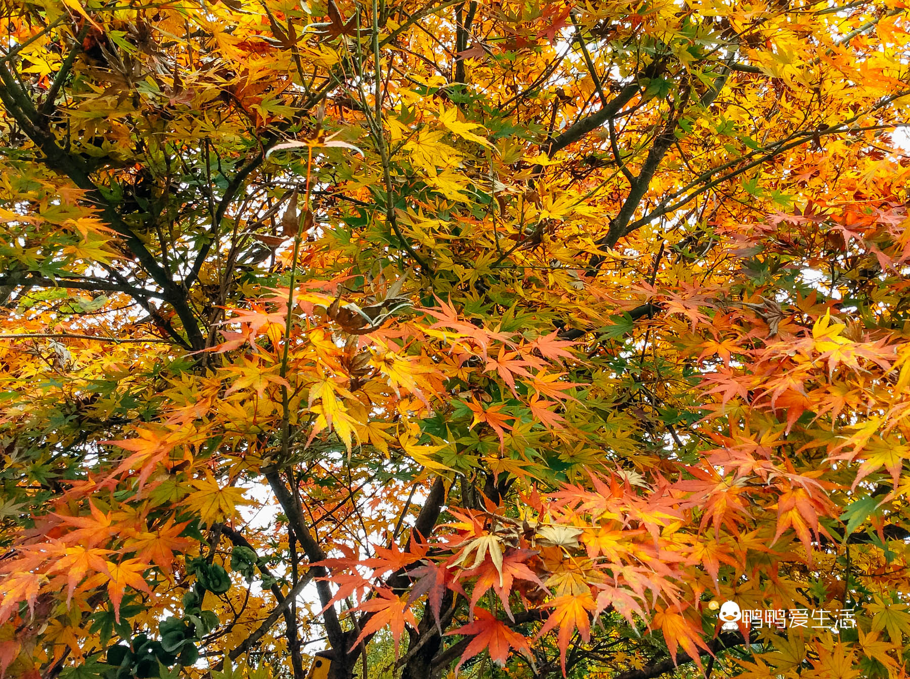 日本“小九寨”藏在富士山下，5月起繁花盛开，还能把泉水带回家