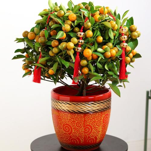 金桔开花期间怎样提高坐果率,脆皮金桔怎么提高坐果率