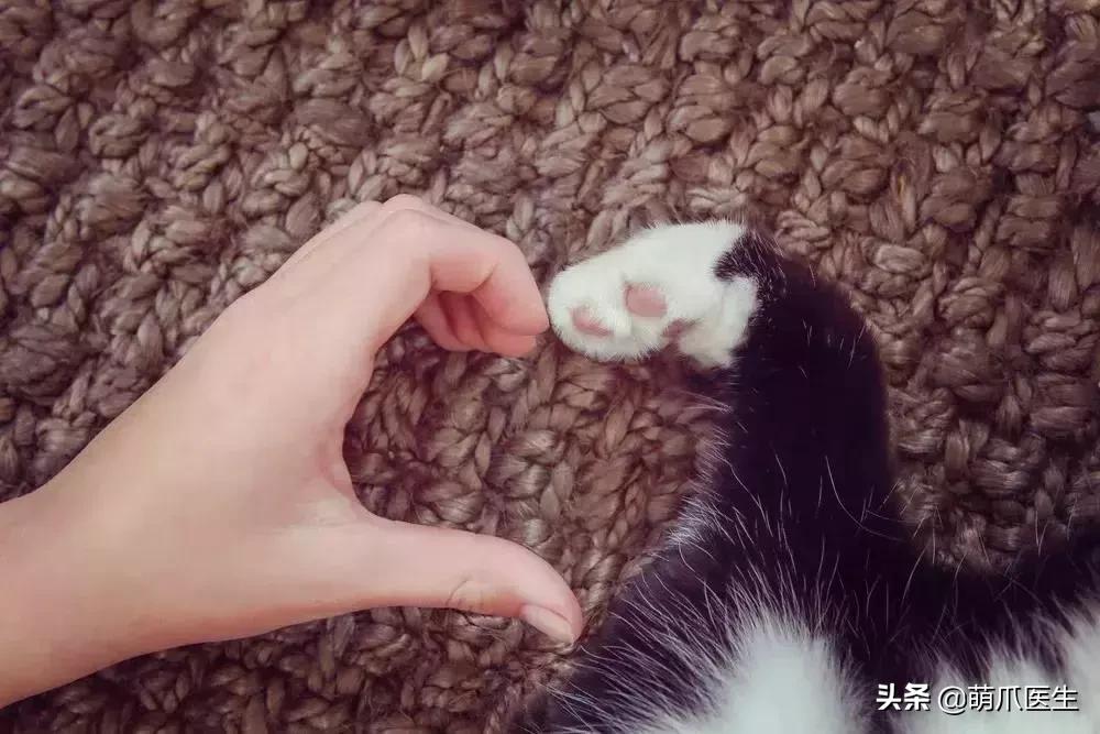 “猫这么脏，赶紧把它丢出去！”