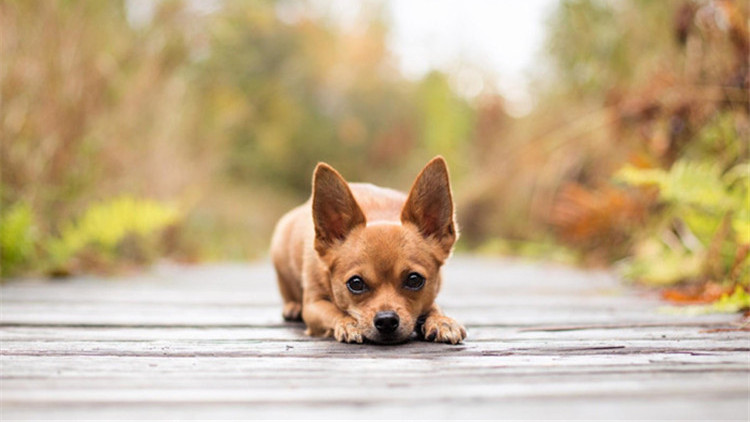 狗狗被惩罚要安慰吗,被主人教训的狗狗的表情