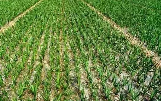 农村怎么致富最快最有效,农村人致富门路有哪些